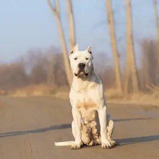 5 Interesting Dogo Argentino Facts