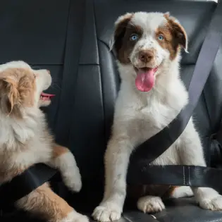 How to Choose a Dog Seat Belt