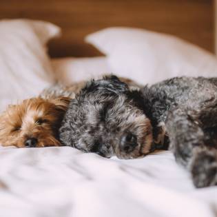 The 7 Dangers of Letting Your Dog Sleep in Your Bed