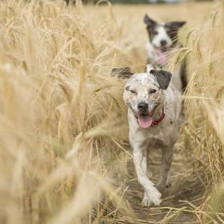 Can Dogs Be Gay? Is There Such A Thing In Canine World?