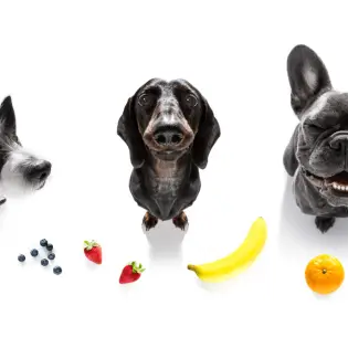 Healthy Fruits That Are Safe For Dogs