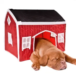 Igloo Dog House: What is the Best Option for Your Dog?