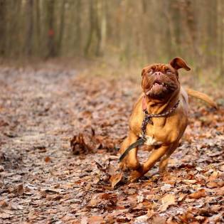 Dog Zoomies - Why do They Happen?