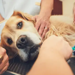 7 Most Common Signs Your Dog is Dying