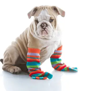 Best Dog Socks [2023 Review]