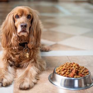 Best Chicken-Free Dog Food in 2023