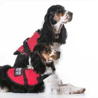 Top 6 Service Dog Vest To Fully Protect Your Dog