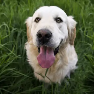 English Cream Golden Retriever - Popular Family Choice