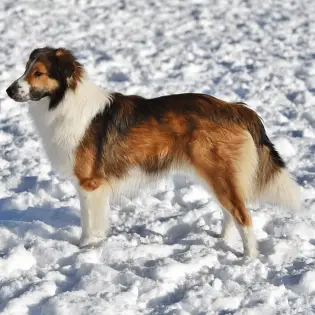 English Shepherd: American Breed With a Misleading Name