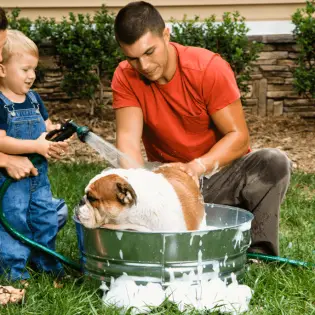 Best Dog Bathtubs in 2023