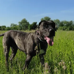 Presa Canario - Spanish Fighting Dog