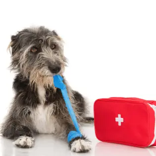 Best Dog Leg Brace for Weak Joints