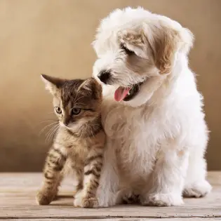 Top 10 Dogs That Get Along With Cats