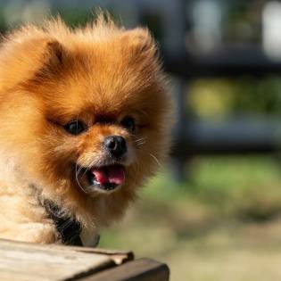 15 Most Popular Fluffy Dog Breeds [2023 Update]