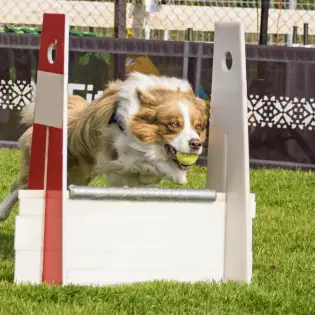 Flyball - What is it & How to Participate