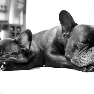 French Bulldog Rescue Organizations