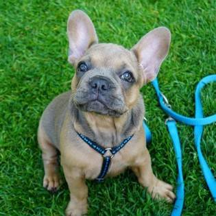 Leash training: How to Leash Train a Dog and a Puppy