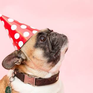 How to Prepare a Dog Birthday Party