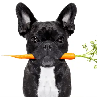 Should You Allow Your Dog To Eat Carrots?