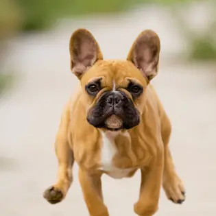 French Bulldog - Owners & Breeders Presentation