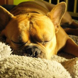 Dog Snoring - What Does it Mean