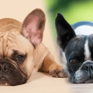 French Bulldog vs. Boston Terrier - What Are Main Differences?