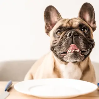 How to Choose the Best Diabetic Dog Food?