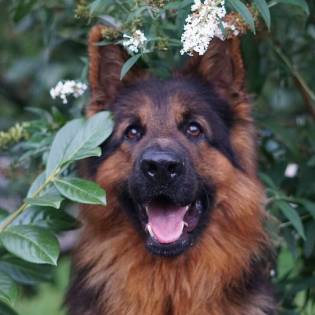 10 Most Popular German Dog Breeds