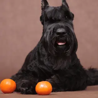 Are Oranges Good For Dogs?