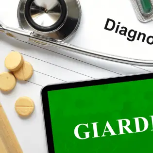 Giardia In Dogs