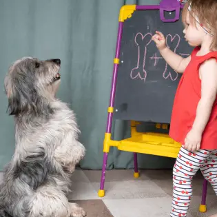 How to Teach a Dog to Sit [3 Easy Steps]