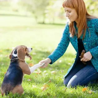 Best Dog Training Treats