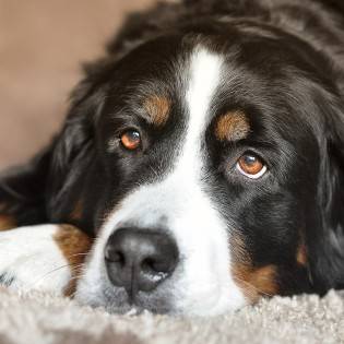 Glaucoma in Dogs: Causes, Symptoms & Treatment