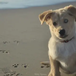 Goberian - Popular Golden Husky Mix