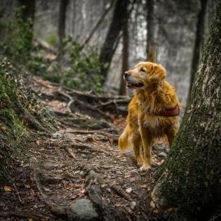 6 Things to Look Out For in The Woods With Your Dog