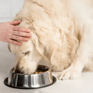 How Many Times a Day Should You Feed Your Dog