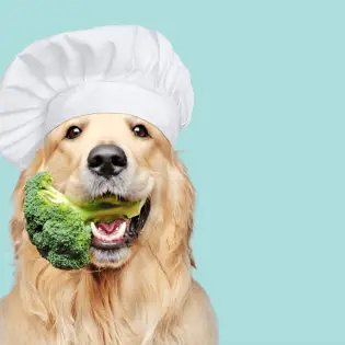 Can Dogs Eat Broccoli?