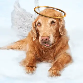 Do Dogs go to Heaven?