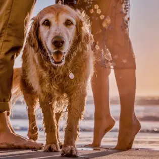 How Long Can a Dog Stay on the Beach