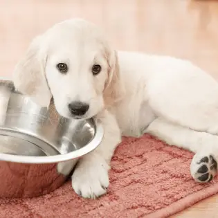 Top 3 Best Vet-Recommended Puppy Food