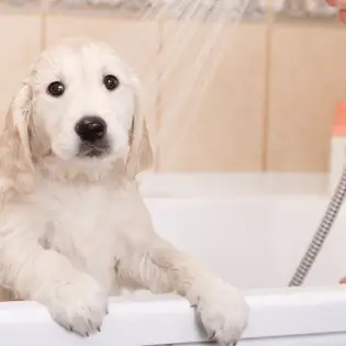 Best Puppy Shampoos in 2023