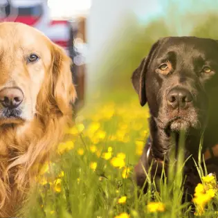 Golden Retriever vs. Labrador - What Breed Is Better?