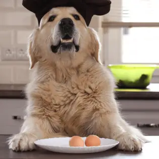 Can Dogs Eat Eggs?