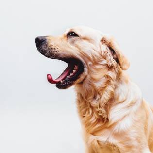 Dog Yawning - What Does it Mean