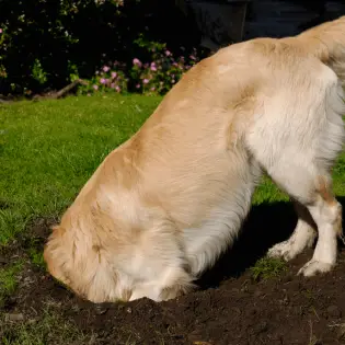 6 Tips to Stop Your Dog From Digging Your Yard