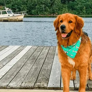 Golden Shepherd: Cute Crossbreed