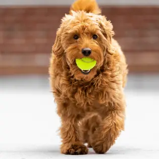 All Types of Goldendoodles There Is