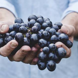 Dogs and Grapes - Owners Beware!