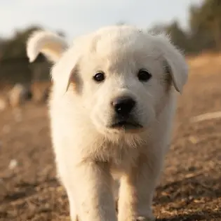 great pyrenees puppy