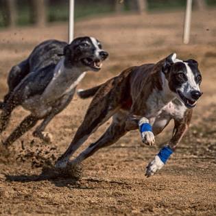 8 Fun Facts About the Fastest Dog - Greyhound